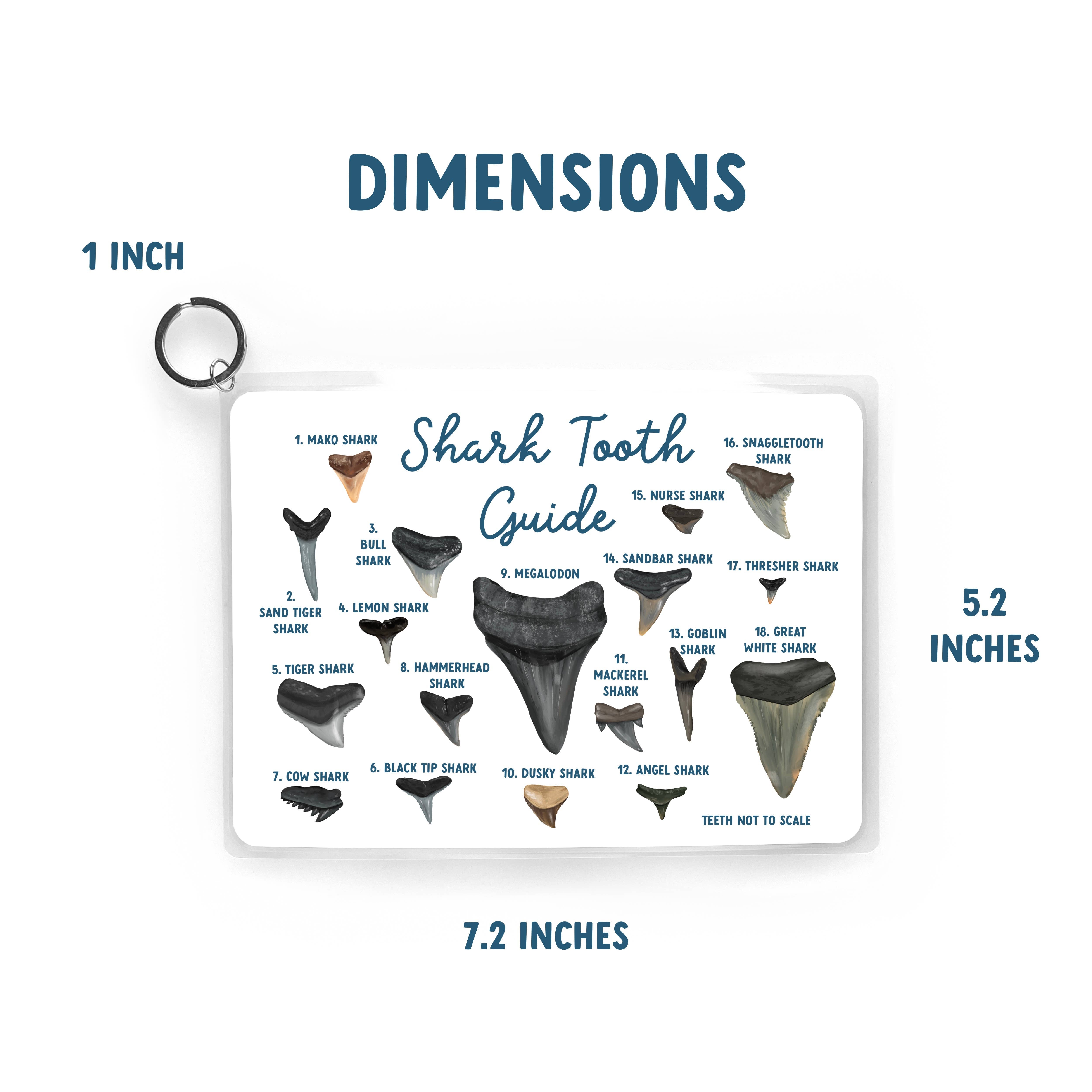 25 Sweetpeas - Shark Tooth Guide, Waterproof Reference Guide, Beach ID