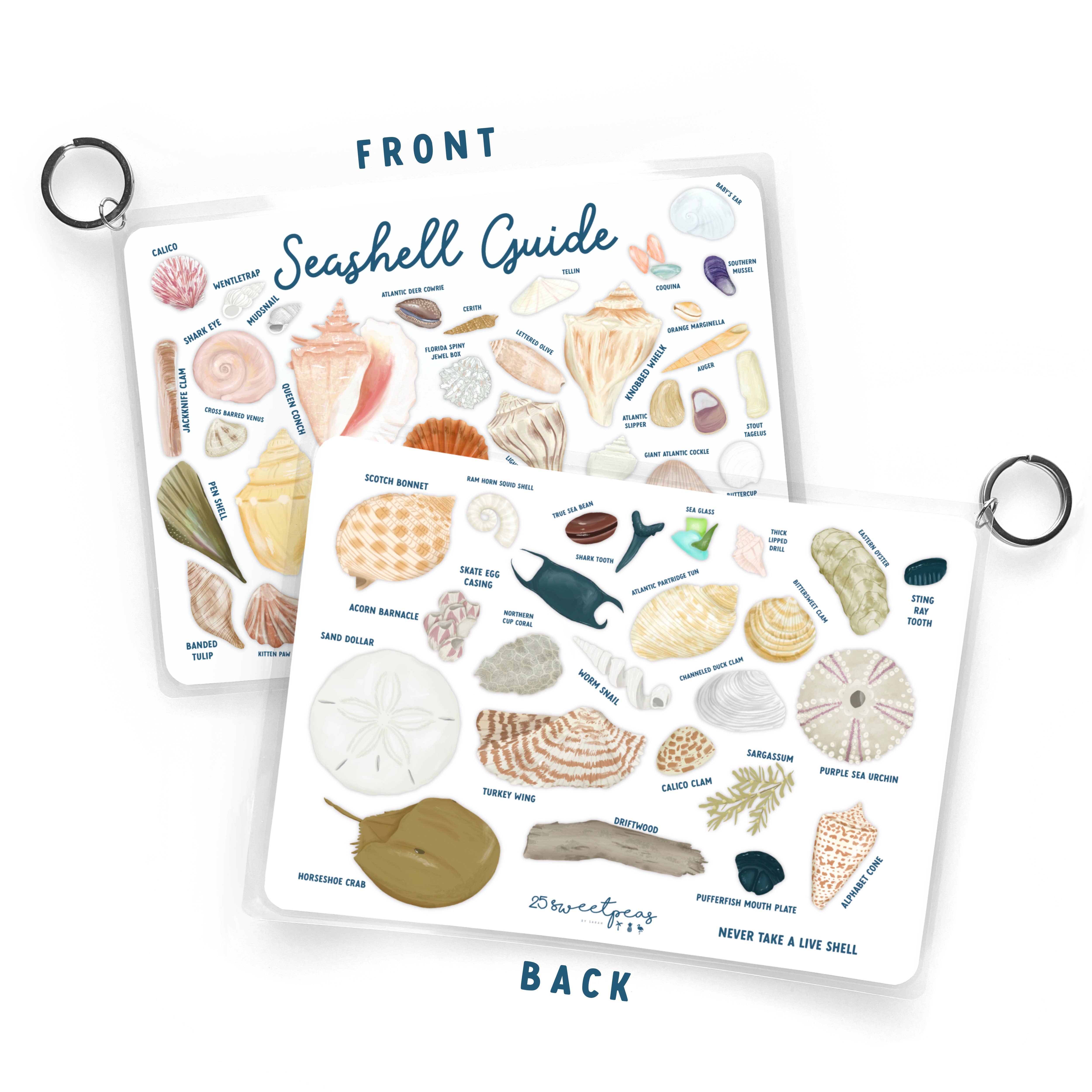 25 Sweetpeas - Seashell Guide, Waterproof Shell Reference Guide, Beach ID