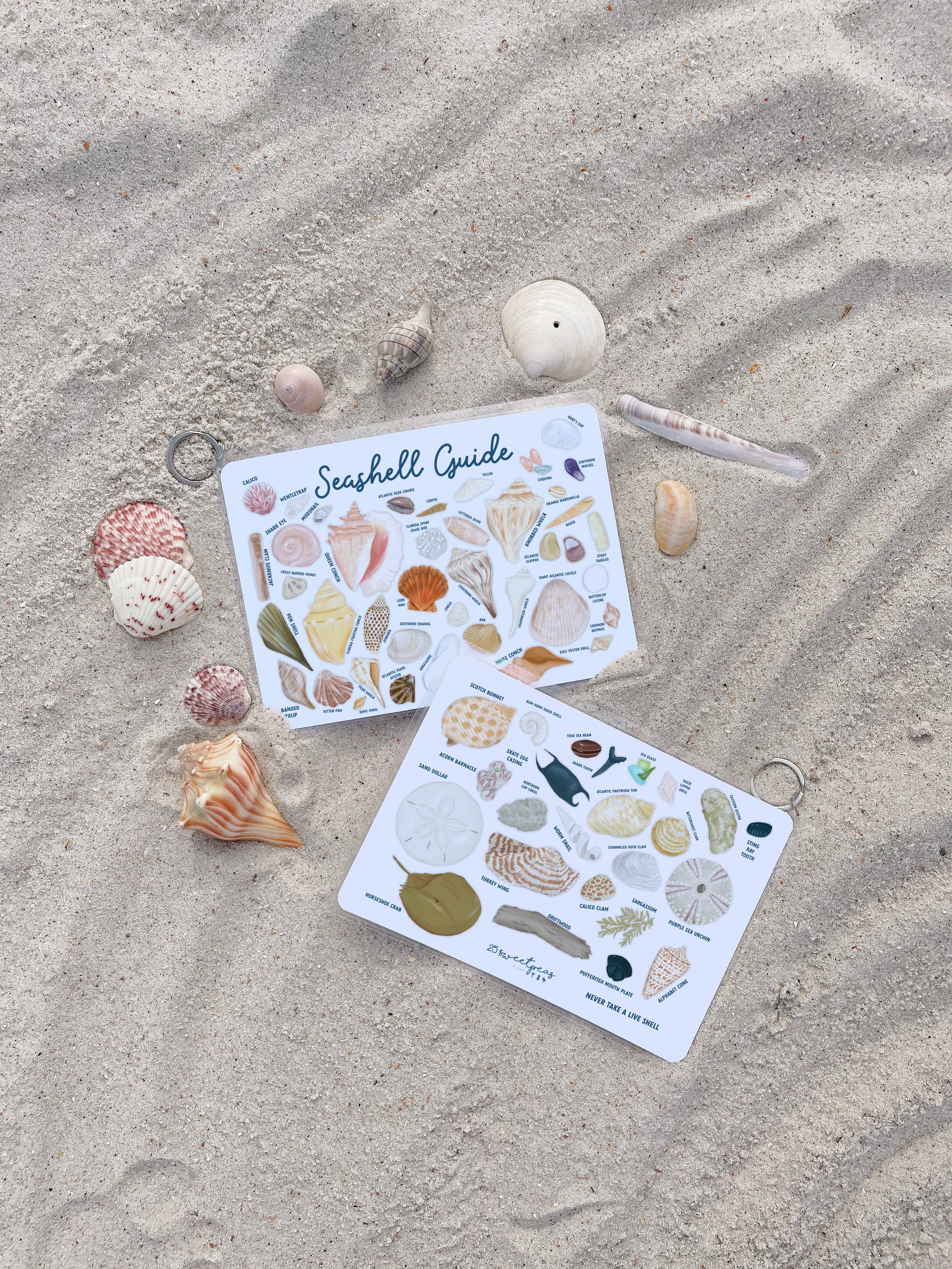 25 Sweetpeas - Seashell Guide, Waterproof Shell Reference Guide, Beach ID