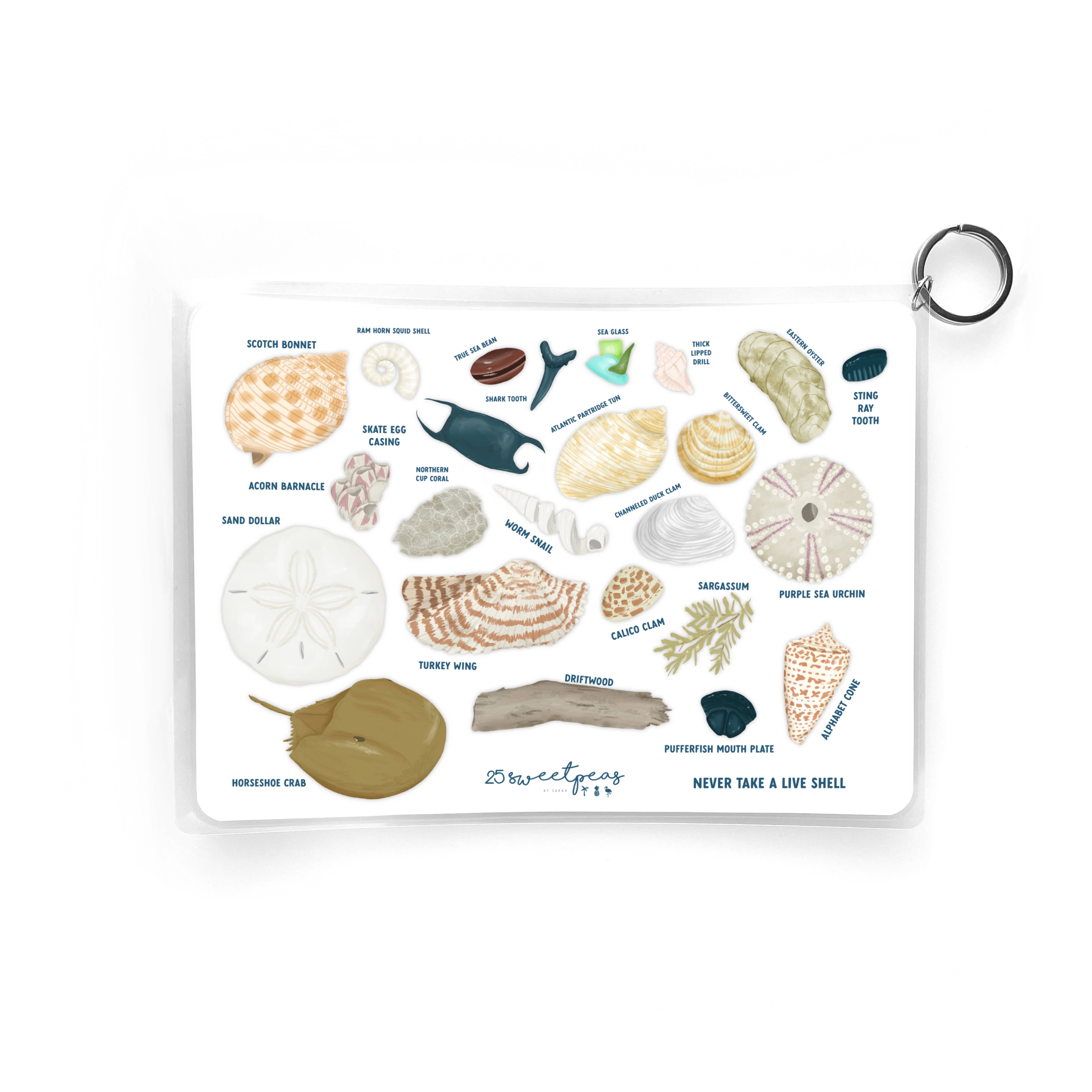 25 Sweetpeas - Seashell Guide, Waterproof Shell Reference Guide, Beach ID