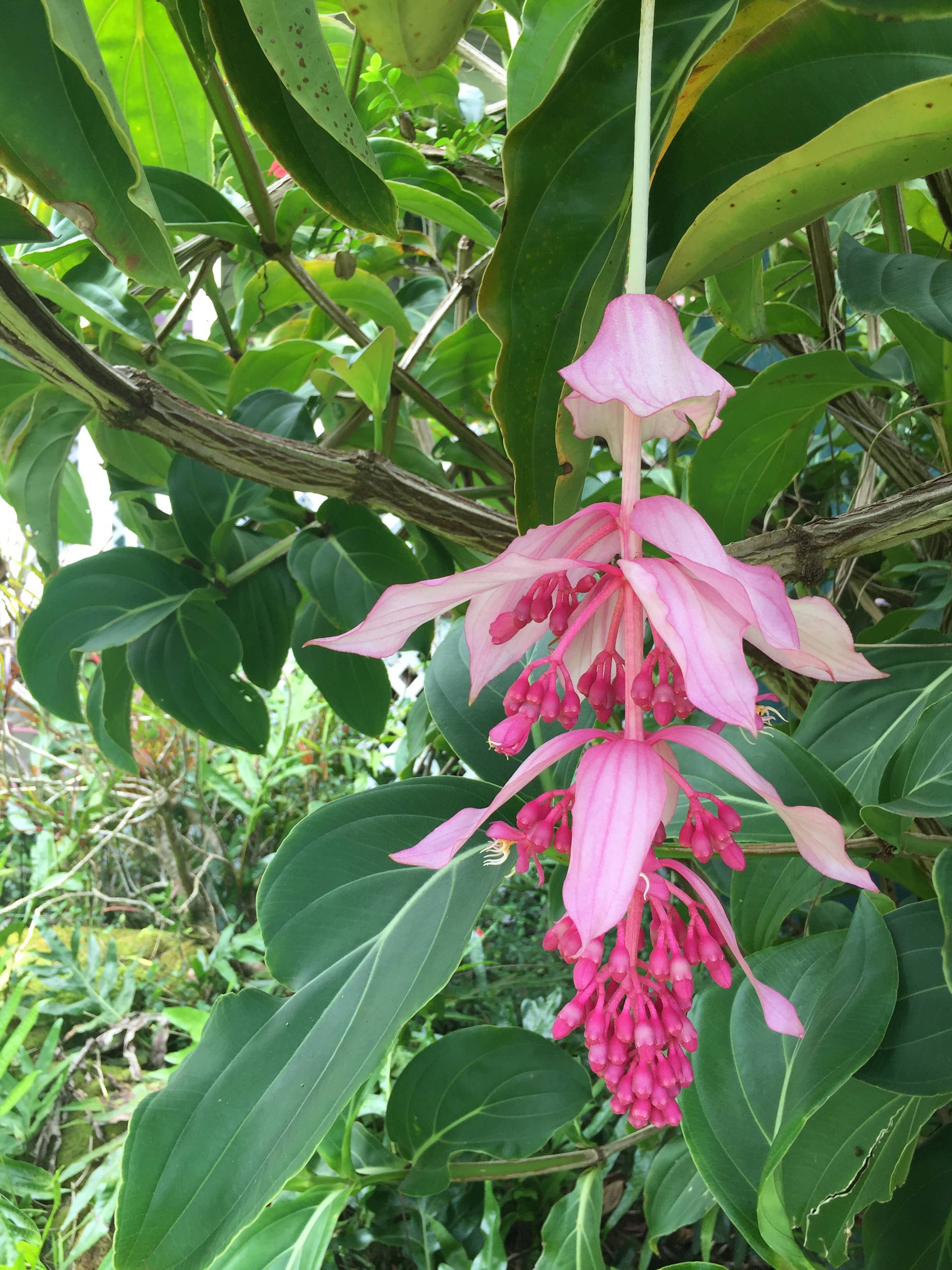 Mahalo Market - Flamingo Throw l Striped Beach Towel l Mexican Blanket