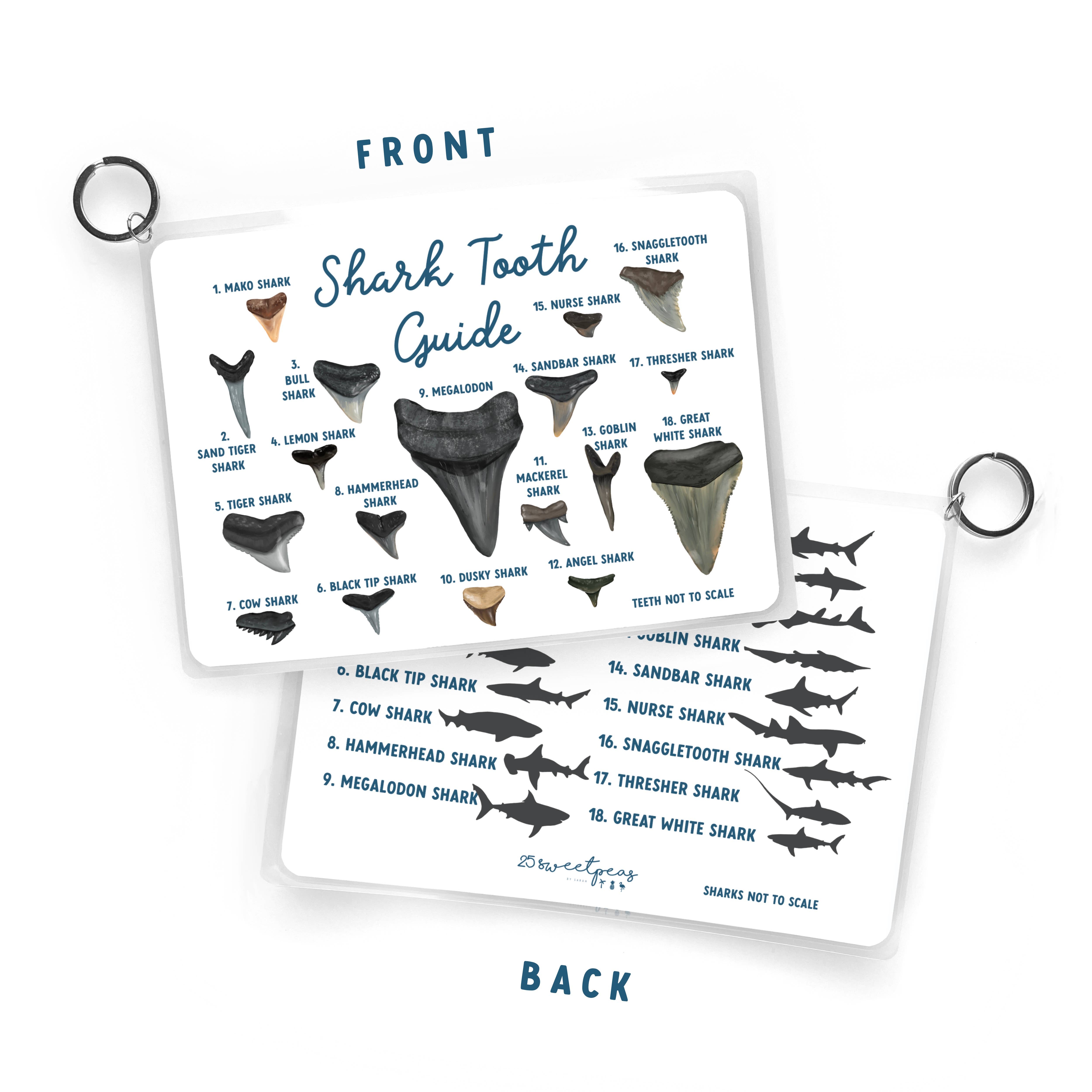 25 Sweetpeas - Shark Tooth Guide, Waterproof Reference Guide, Beach ID