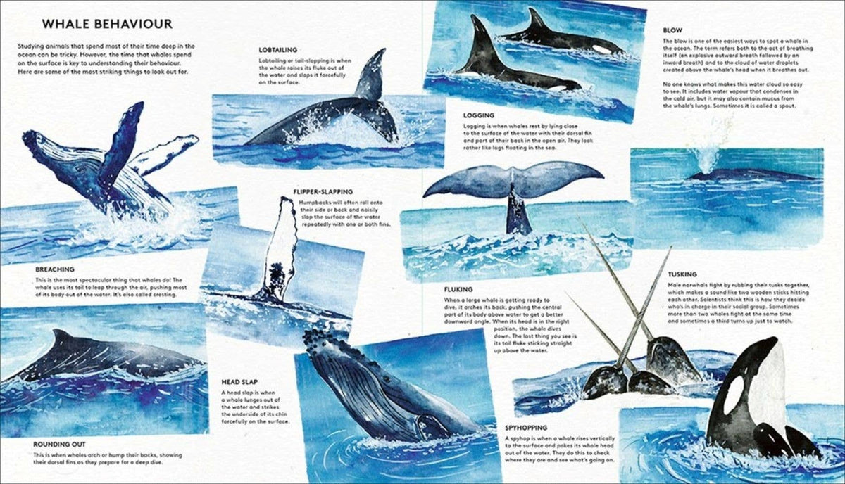 The Secret Life of Whales