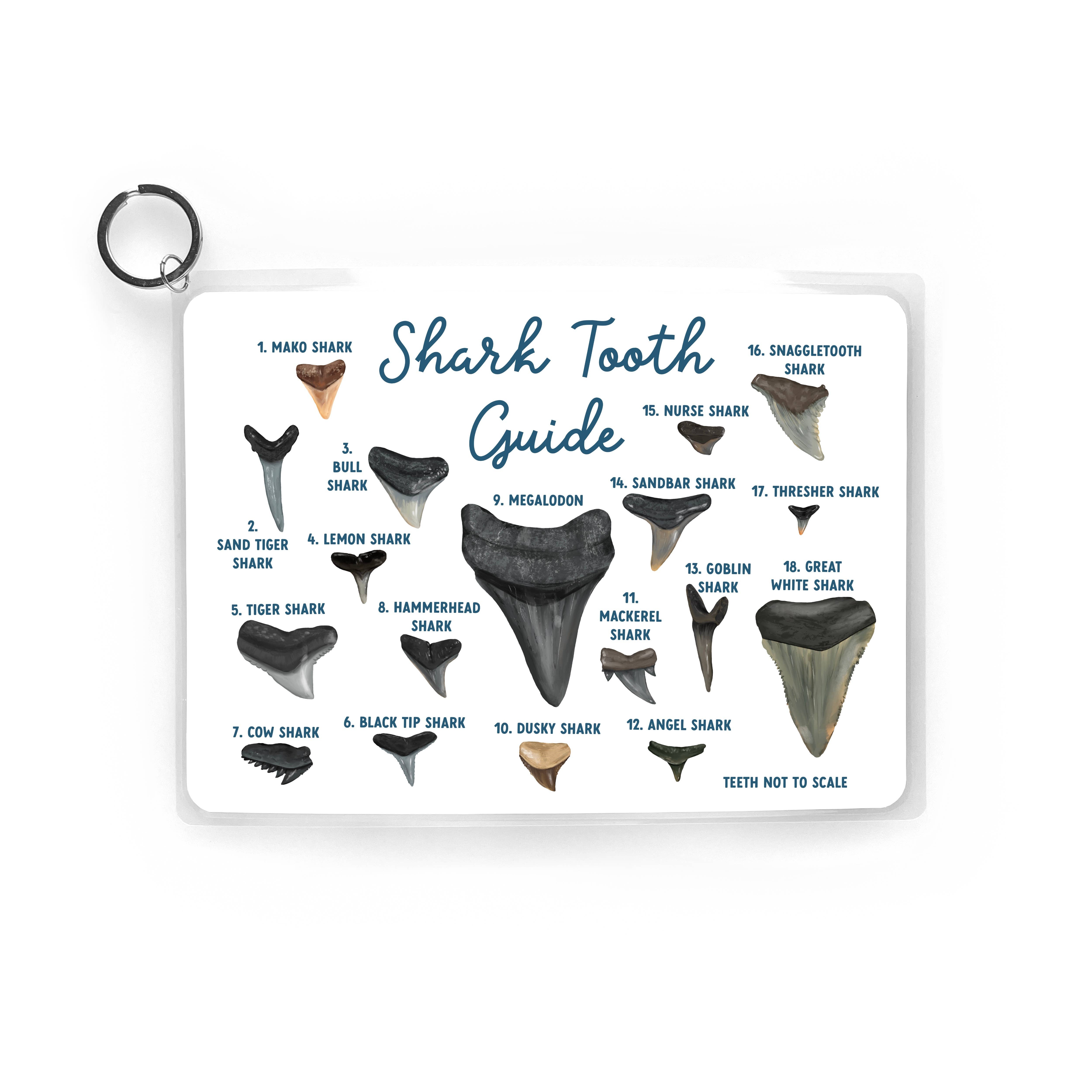 25 Sweetpeas - Shark Tooth Guide, Waterproof Reference Guide, Beach ID