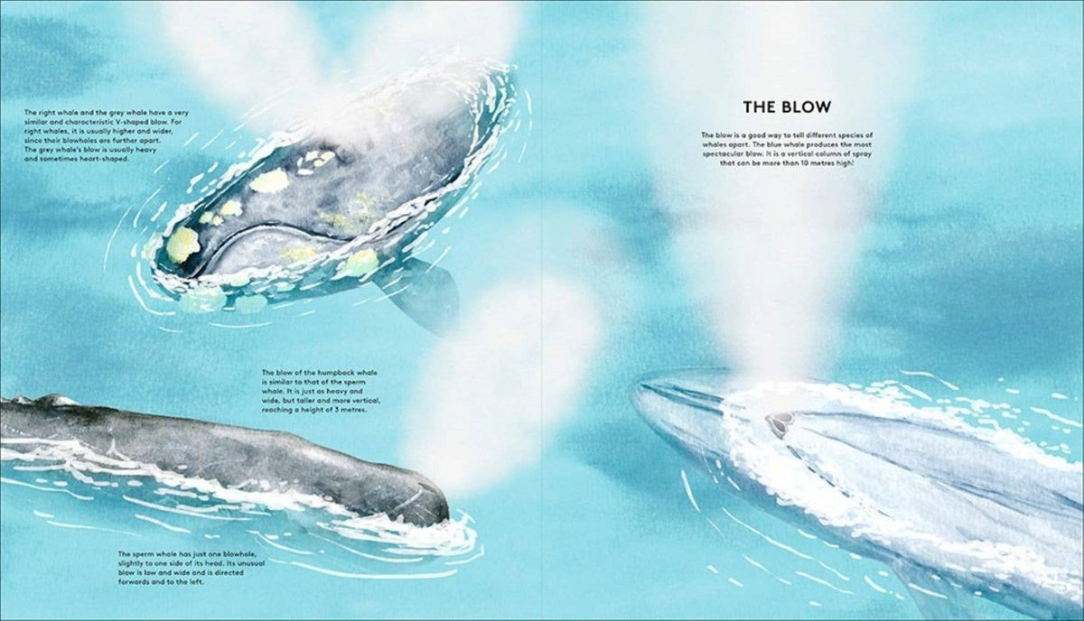 The Secret Life of Whales