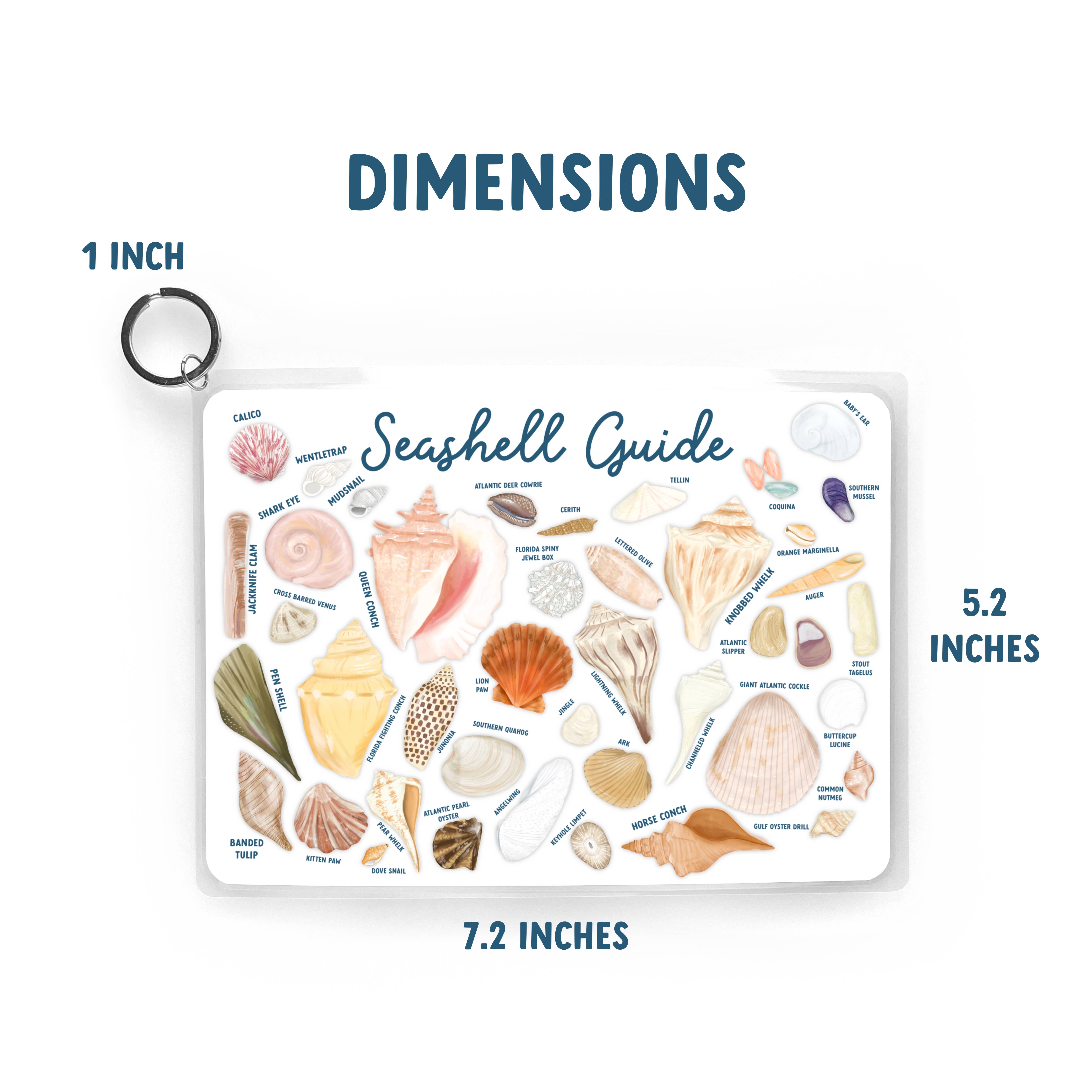25 Sweetpeas - Seashell Guide, Waterproof Shell Reference Guide, Beach ID