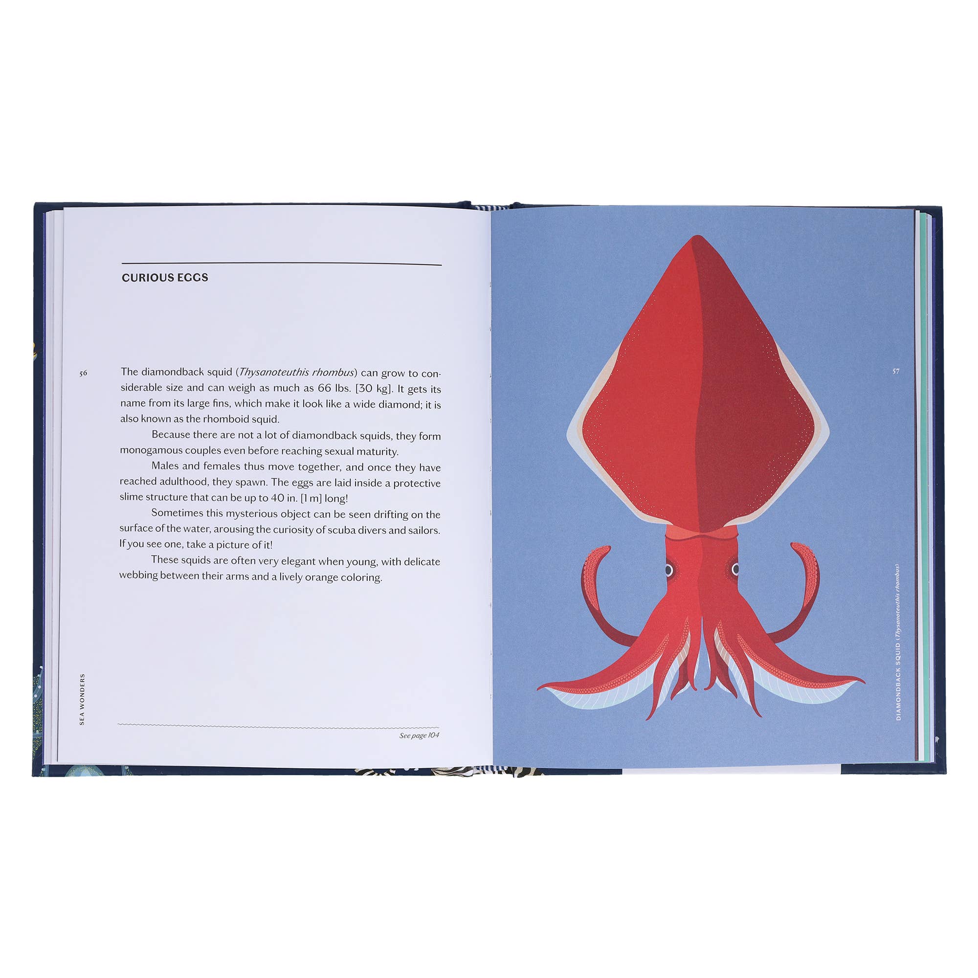 Sea Wonders