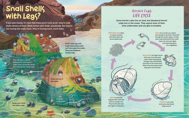 What Goes On Inside a Tide Pool