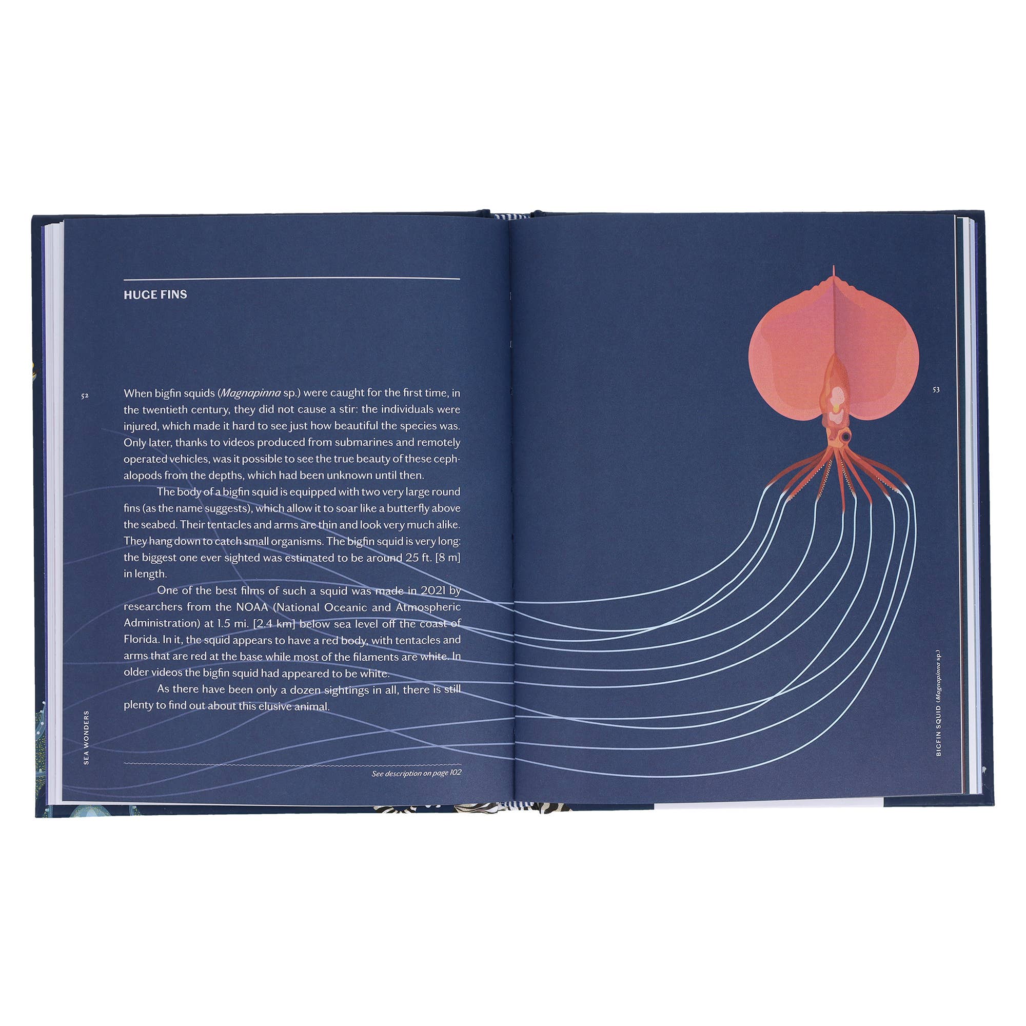 Sea Wonders