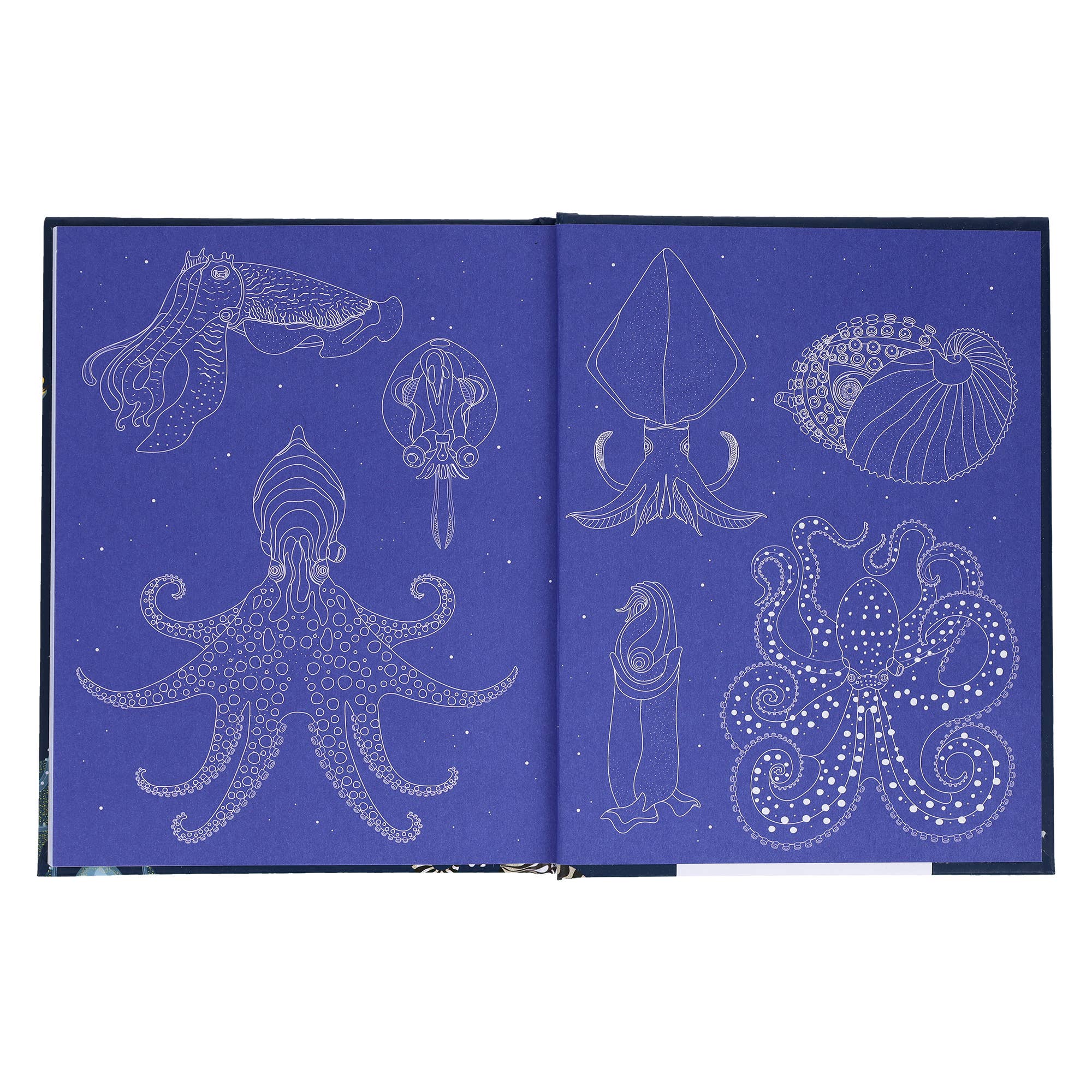 Sea Wonders