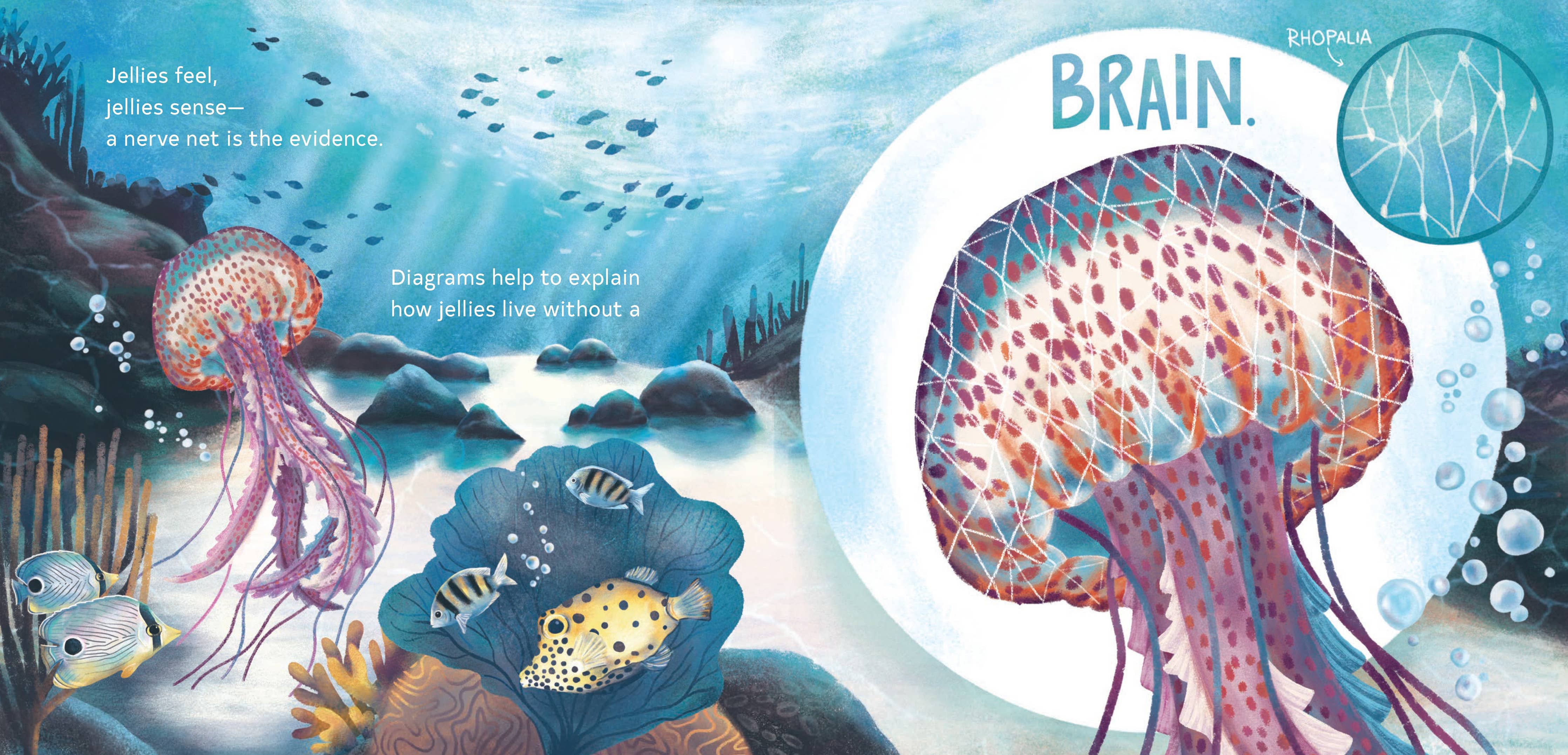 Secrets of the Jellies