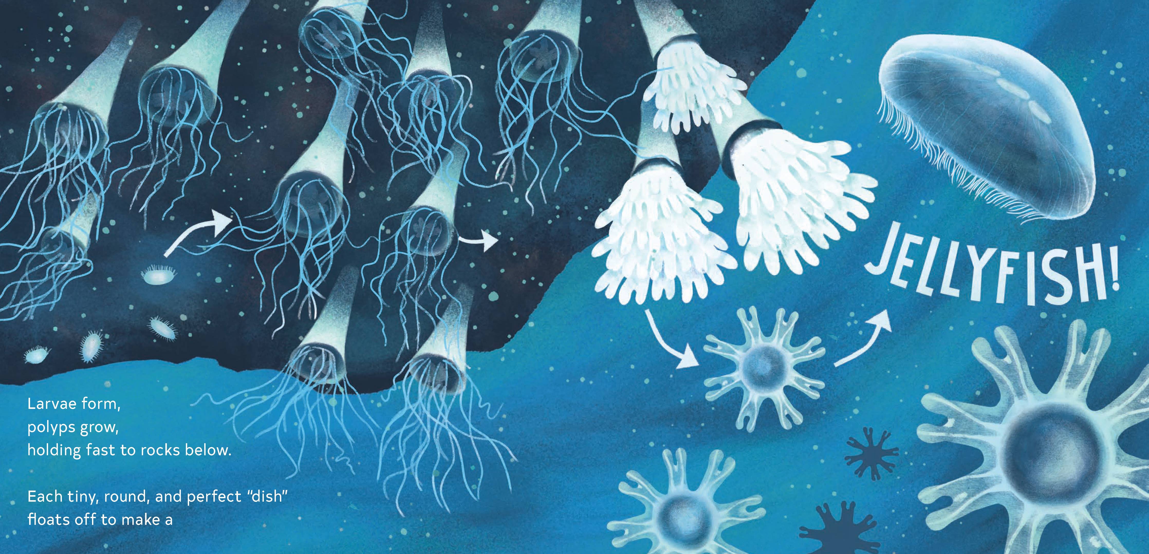 Secrets of the Jellies
