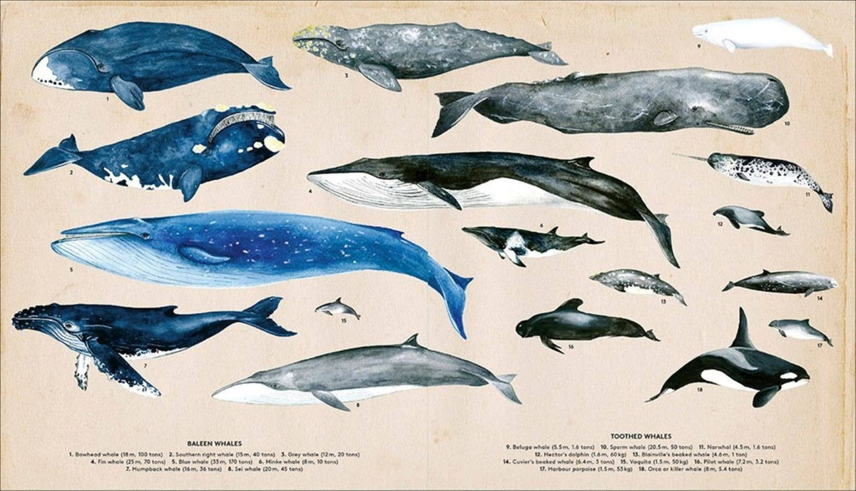 The Secret Life of Whales