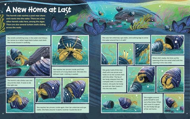 What Goes On Inside a Tide Pool