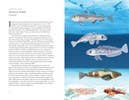 Around the Ocean in 80 Fish and other Sea Life