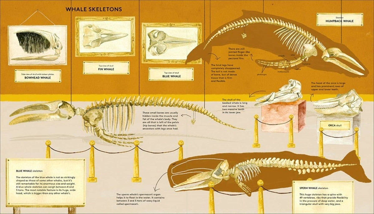 The Secret Life of Whales